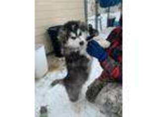 Alaskan Malamute Puppy for sale in International Falls, MN, USA