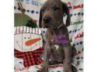 Great Dane Puppy for sale in Phillipsburg, KS, USA