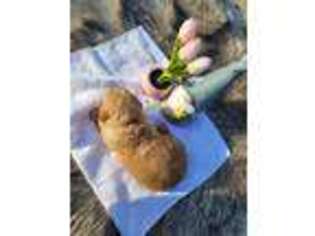 Goldendoodle Puppy for sale in Van Buren, AR, USA