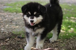 Alaskan Malamute Puppy for sale in Jacksonville, FL, USA