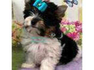 Biewer Terrier Puppy for sale in Jonestown, PA, USA
