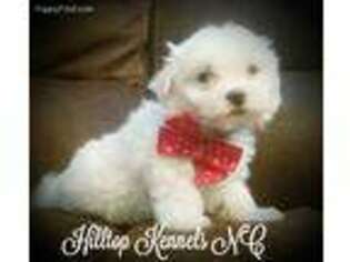 Maltese Puppy for sale in Lillington, NC, USA