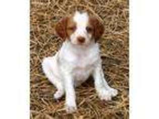 Brittany Puppy for sale in Calvin, OK, USA