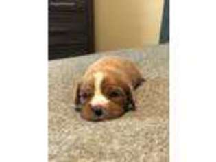Cavalier King Charles Spaniel Puppy for sale in Owingsville, KY, USA