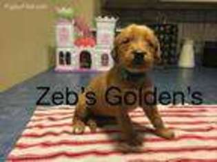 Golden Retriever Puppy for sale in Miami, OK, USA