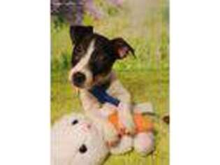 Jack Russell Terrier Puppy for sale in Cache, OK, USA
