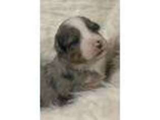 Miniature Australian Shepherd Puppy for sale in Arrington, TN, USA