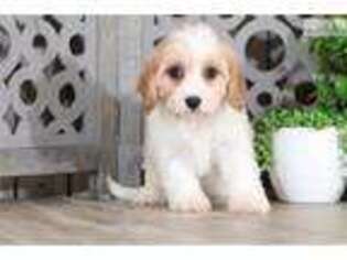 Cavachon Puppy for sale in Columbus, OH, USA