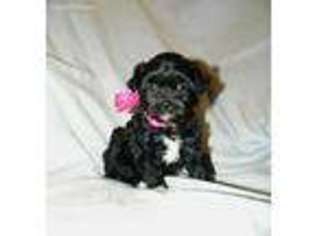 Shih-Poo Puppy for sale in Gainesville, MO, USA