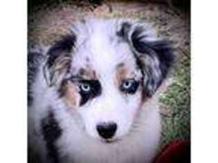 Miniature Australian Shepherd Puppy for sale in Tolar, TX, USA