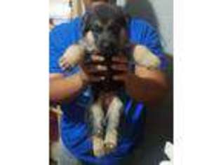 German Shepherd Dog Puppy for sale in Houston, TX, USA