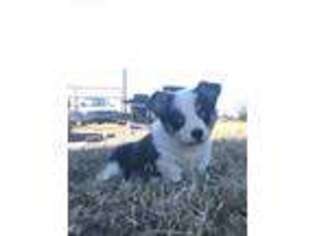 Pembroke Welsh Corgi Puppy for sale in Gentry, AR, USA