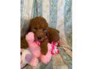 Mutt Puppy for sale in Scio, OH, USA