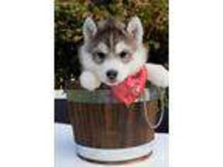 Medium Photo #1 Siberian Husky Puppy For Sale in Olympia, WA, USA