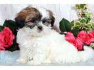 Shih-Poo Puppy for sale in Williamsport, PA, USA