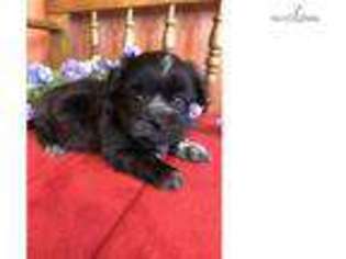 Mal-Shi Puppy for sale in Topeka, KS, USA