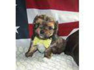 Yorkshire Terrier Puppy for sale in Jamestown, NY, USA