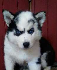 Siberian Husky Puppy for sale in Dittmer, MO, USA