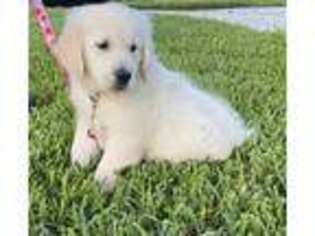 Golden Retriever Puppy for sale in Weston, FL, USA