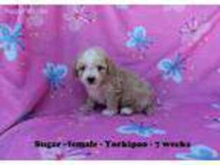 Yorkshire Terrier Puppy for sale in Clarkrange, TN, USA