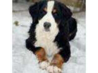 Bernese Mountain Dog Puppy for sale in Paris, TX, USA