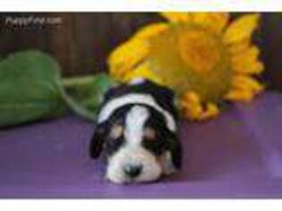 Basset Hound Puppy for sale in Cave City, KY, USA