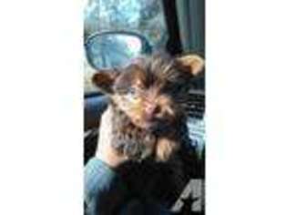 Yorkshire Terrier Puppy for sale in ROME, GA, USA