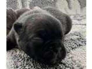 French Bulldog Puppy for sale in Pearland, TX, USA