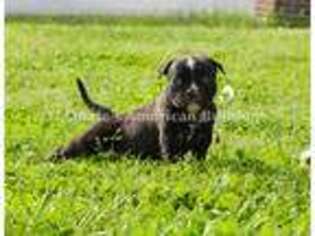 American Bulldog Puppy for sale in Goodlettsville, TN, USA
