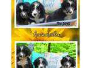 Mutt Puppy for sale in French Creek, WV, USA