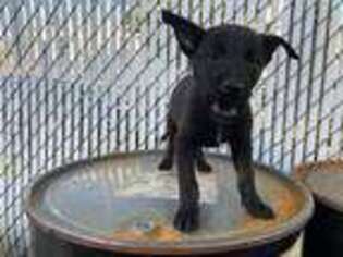 Belgian Malinois Puppy for sale in Bronx, NY, USA