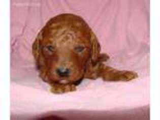 Goldendoodle Puppy for sale in Doon, IA, USA