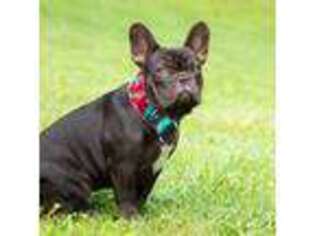French Bulldog Puppy for sale in New Paris, OH, USA