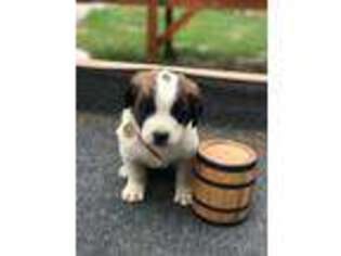 Saint Bernard Puppy for sale in Story City, IA, USA