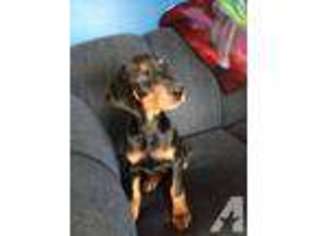 Doberman Pinscher Puppy for sale in EVERETT, WA, USA