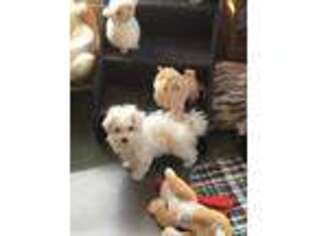 Maltese Puppy for sale in RICHMOND, MO, USA