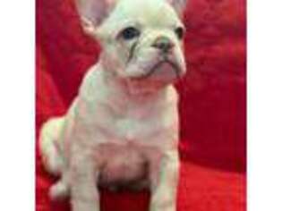 French Bulldog Puppy for sale in Avenal, CA, USA