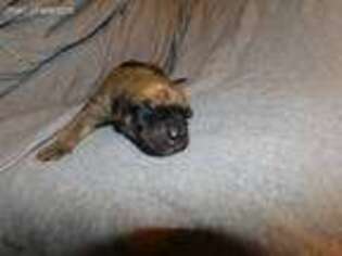 Great Dane Puppy for sale in Fremont, NE, USA