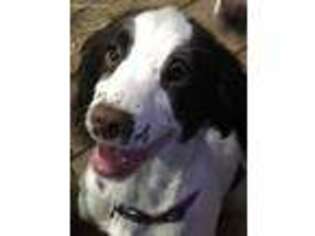 English Springer Spaniel Puppy for sale in Glover, VT, USA