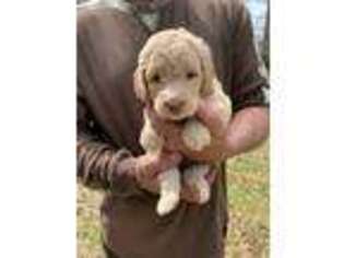 Goldendoodle Puppy for sale in Jackson, MS, USA