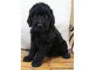 Goldendoodle Puppy for sale in Efland, NC, USA