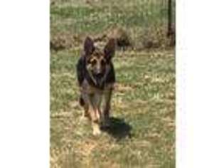 German Shepherd Dog Puppy for sale in Rosharon, TX, USA