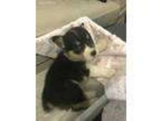 Pembroke Welsh Corgi Puppy for sale in New Haven, CT, USA