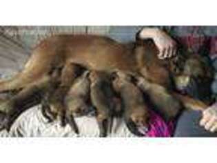 Belgian Malinois Puppy for sale in Katy, TX, USA