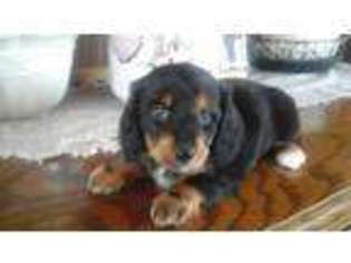 Dachshund Puppy for sale in Grabill, IN, USA