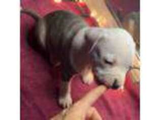 Mutt Puppy for sale in Elizabethtown, KY, USA