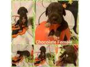 Great Dane Puppy for sale in Orange, VA, USA