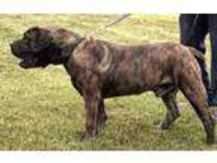 Boerboel Puppy for sale in Roy, UT, USA