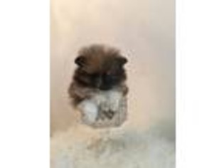 Pomeranian Puppy for sale in South Holland, IL, USA