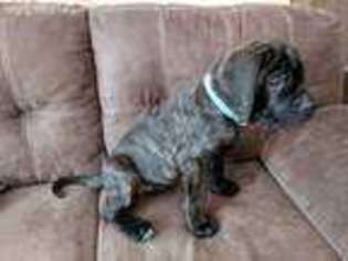 Mastiff Puppy for sale in Cissna Park, IL, USA